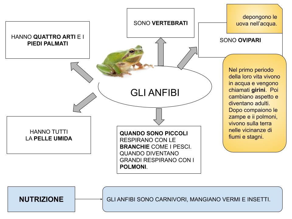 Gli Animali Vertebrati Mappe Concettuali Tutto Didattica