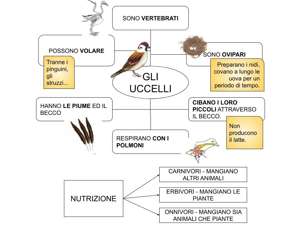 Gli Animali Vertebrati Mappe Concettuali Tutto Didattica